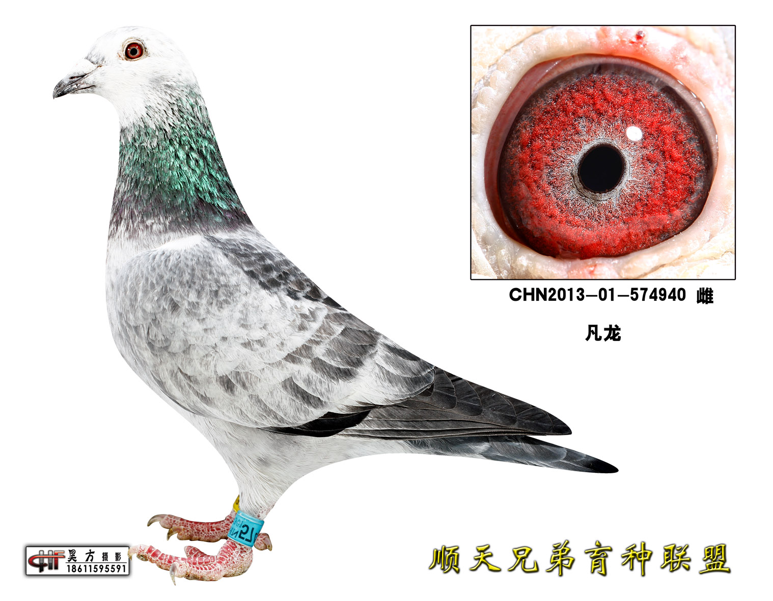 凡龙银影信鸽图片欣赏图片