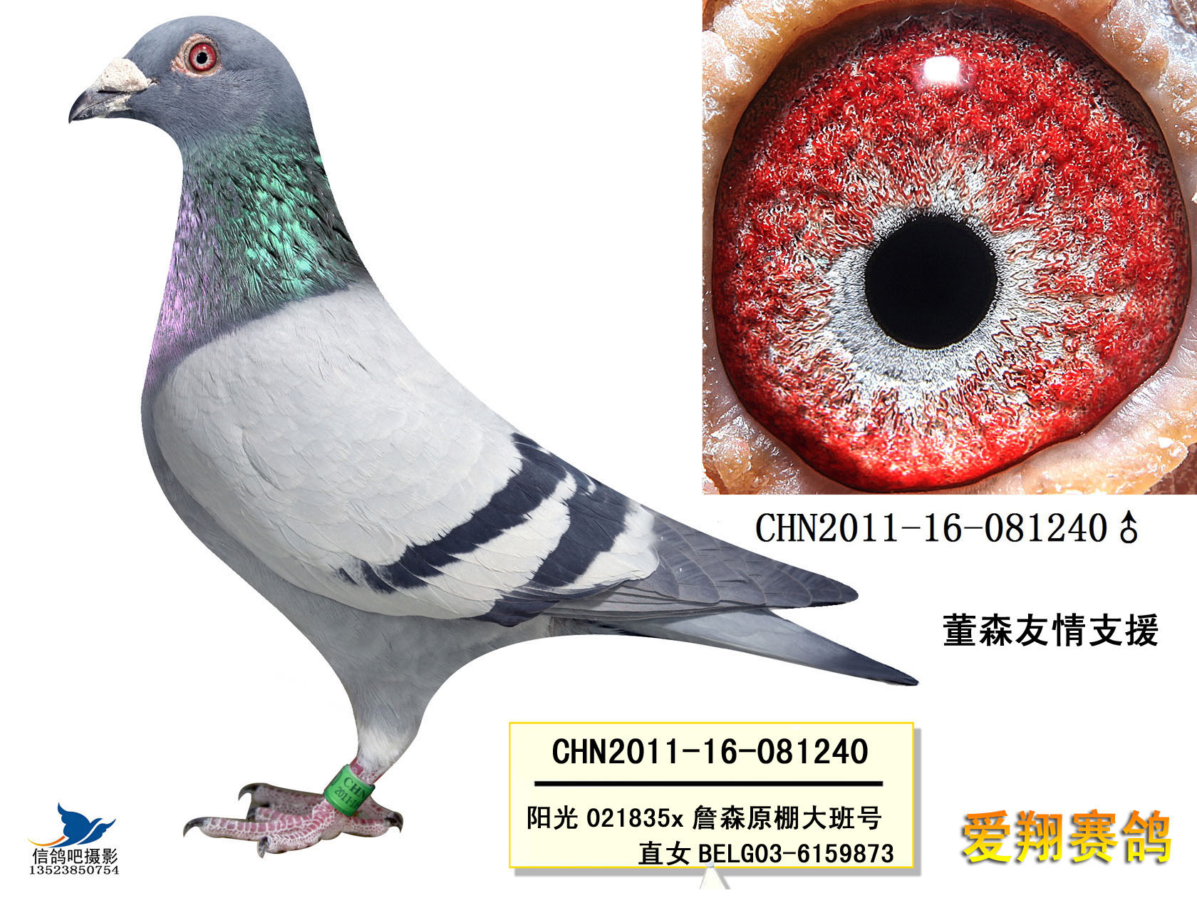 爱翔种鸽