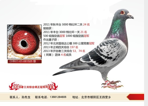 丰台3000特比24名_北京孙进海鸽舍-中信网爱鸽商城