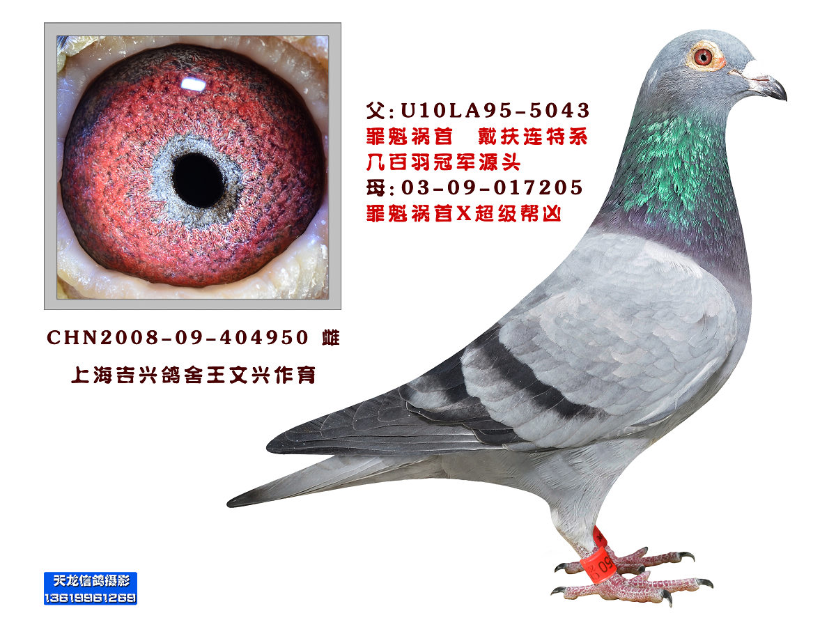 戴夫连特