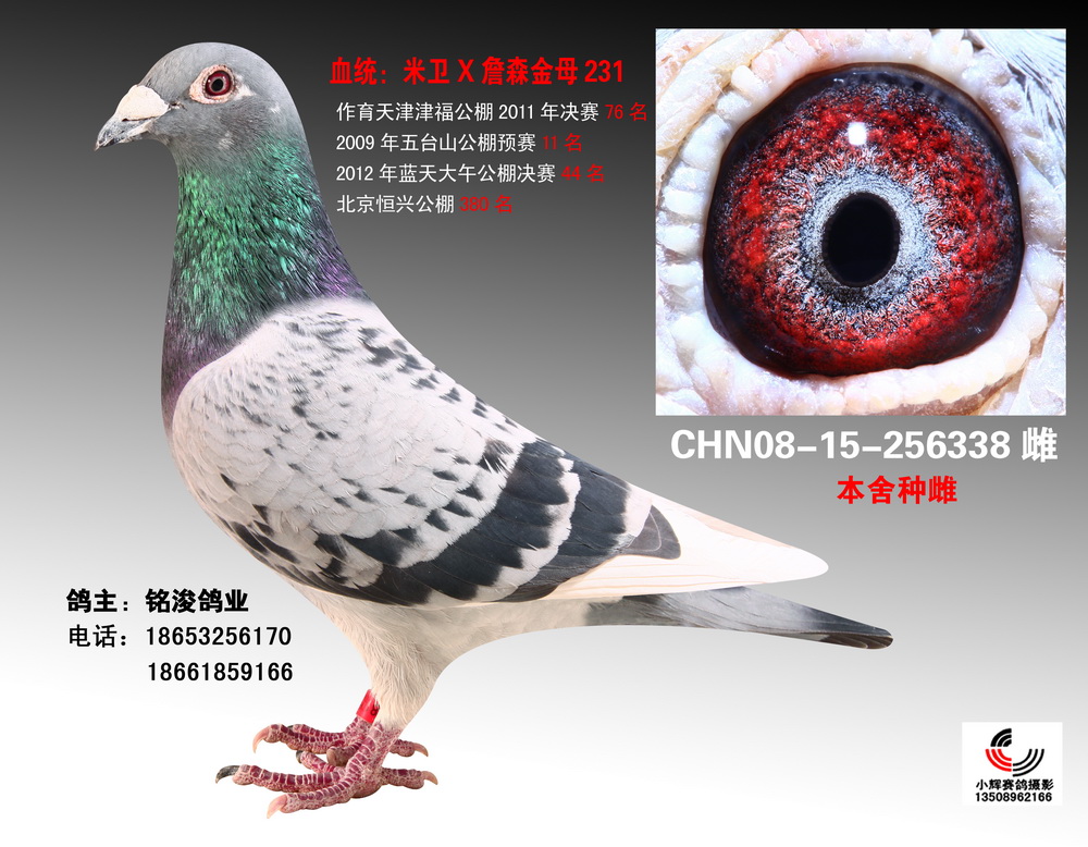 彼得.米卫 罗宾圣女