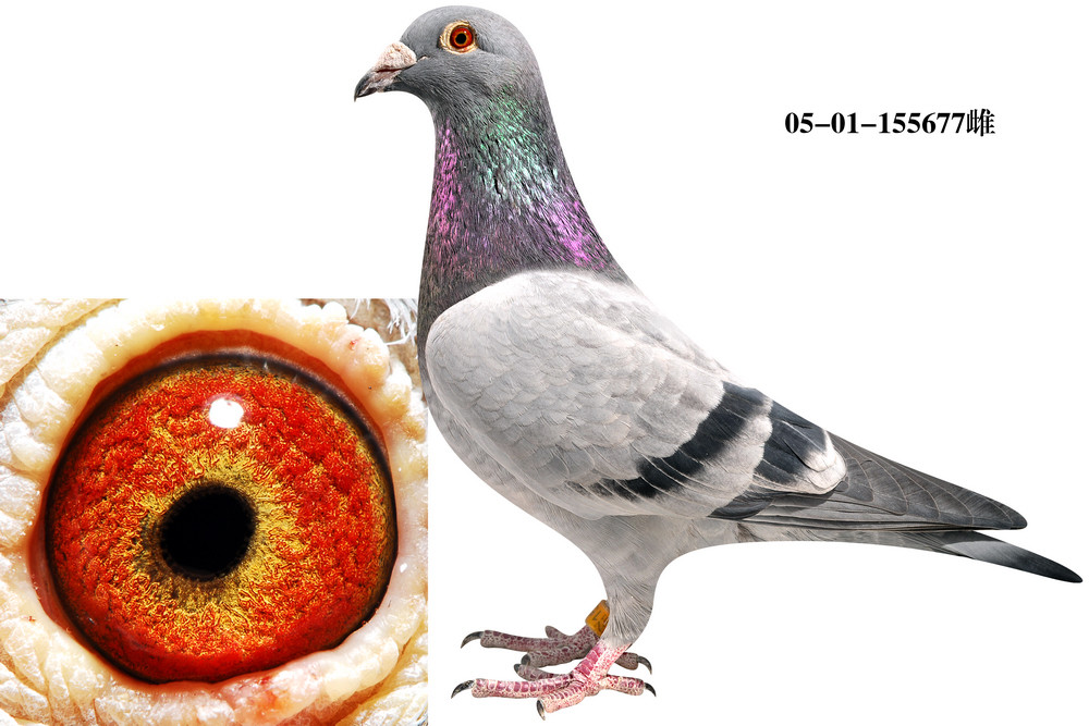 简_北京张宝良鸽舍_ ag188.com爱鸽商城_中国信鸽信息网