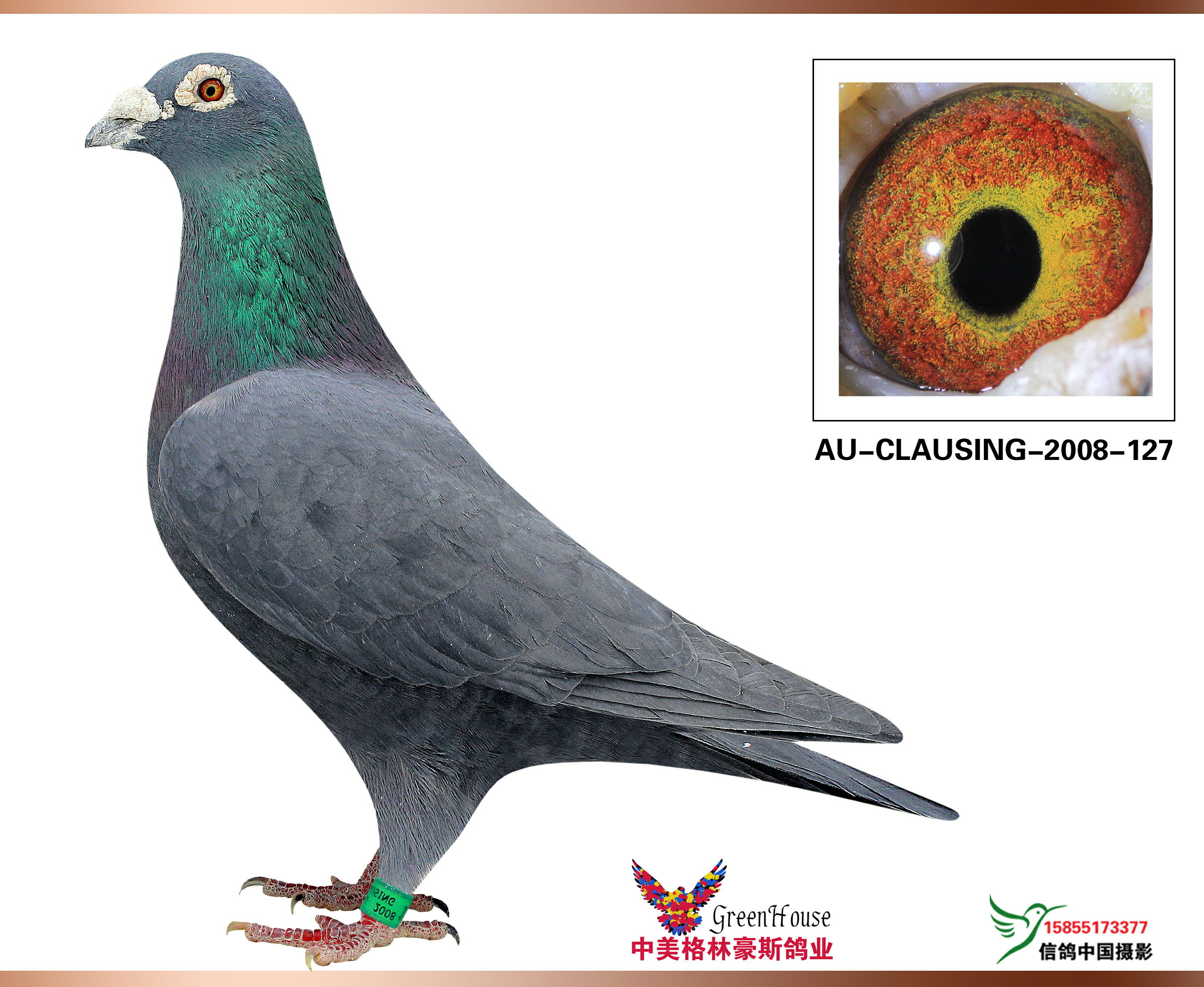 大卫克劳辛黑胡本_中美格林豪斯鸽业_ ag188.