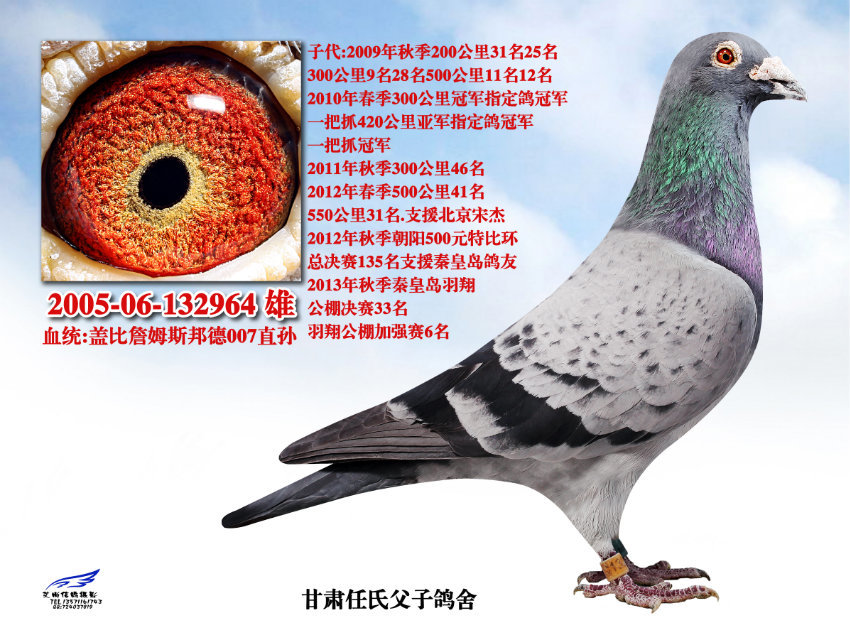 盖比詹姆斯邦德007直孙_甘肃任氏父子鸽业_ ag188.