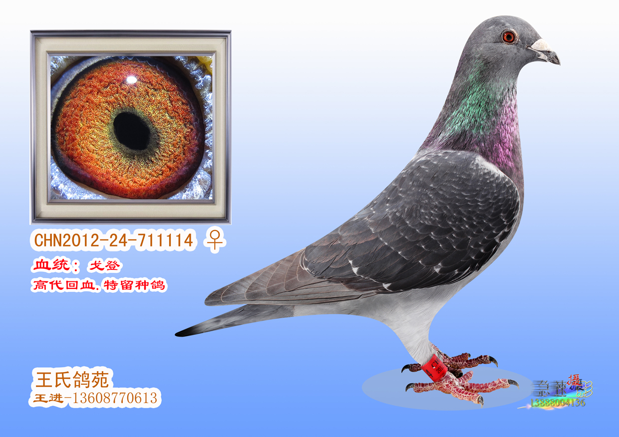 台湾戈登种鸽图片图片