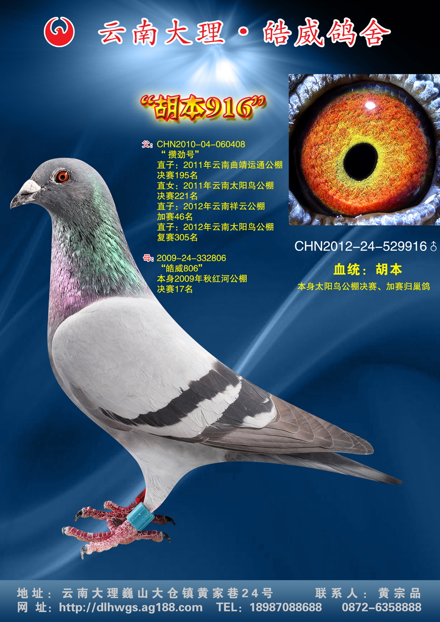 胡本916_云南大理皓威鸽舍_ ag188.com爱鸽商城_中国信鸽信息网
