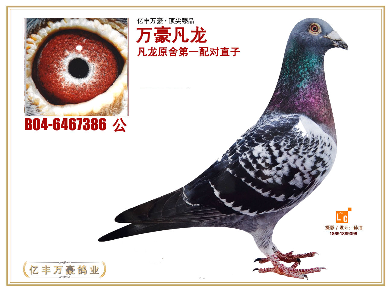 万豪凡龙_北京亿丰万豪公棚-中信网爱鸽商城