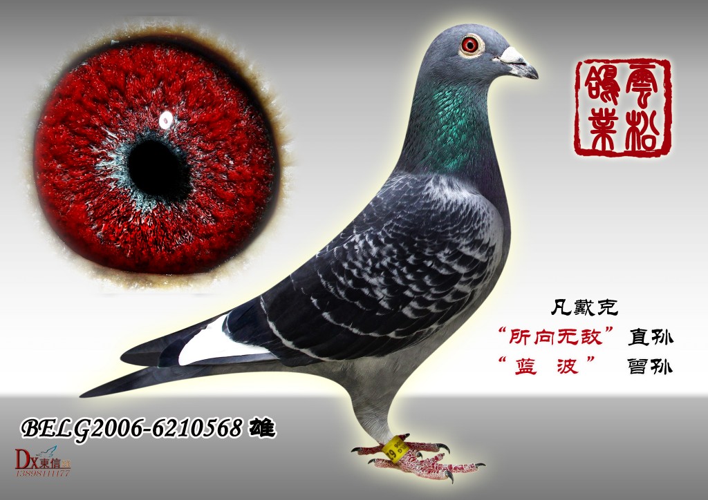 所向无敌直孙_云松鸽业_ ag188.com爱鸽商城_中国信鸽信息网