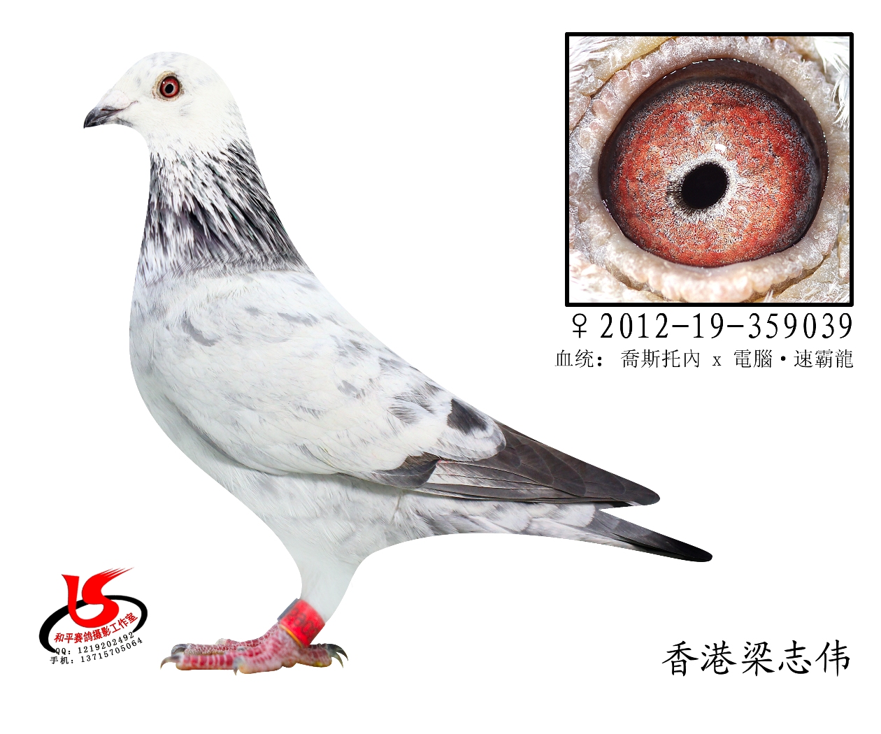 三关综合19名_香港梁志伟_ ag188.com爱鸽商城_中国信鸽信息网