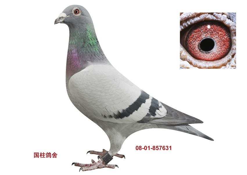 盖比白腹号682直女_北京张国柱鸽舍_ag188.com爱鸽商城_中信网