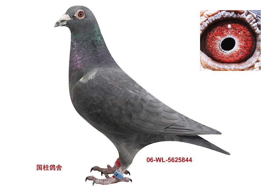 "鸡尾酒""葛雯"直女_北京张国柱鸽舍_ ag188.com爱鸽商城_中信网