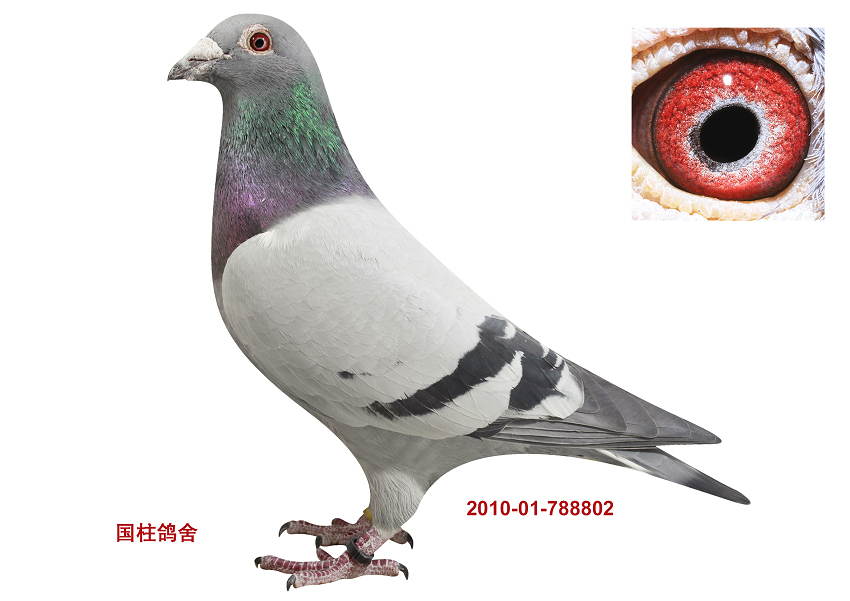 王子号直孙女506直子_北京张国柱鸽舍_ag188.