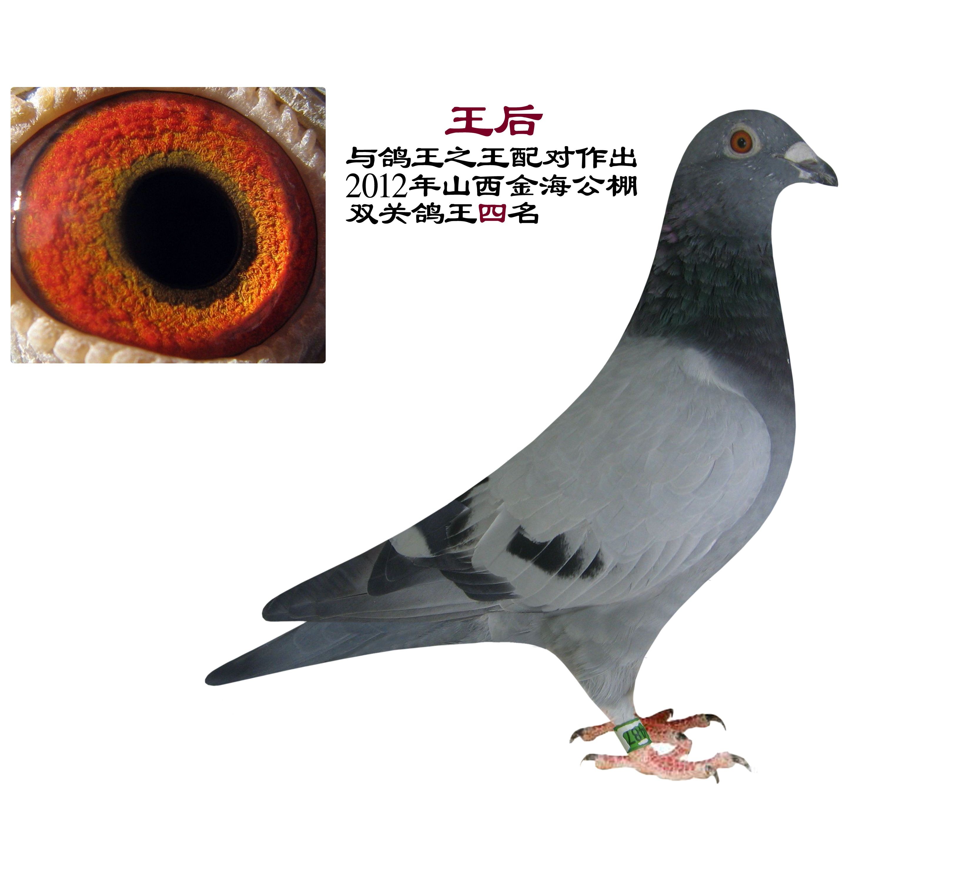 com爱鸽商城_中国信鸽信息网
