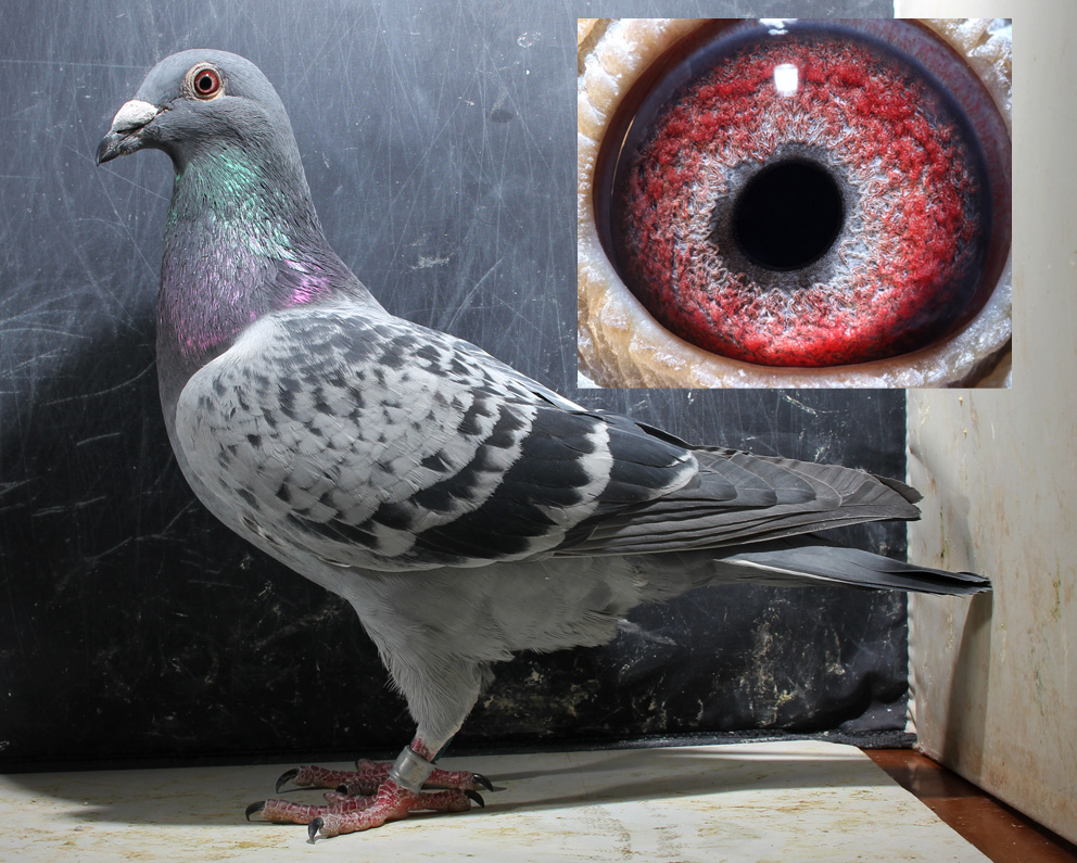 詹森传承-2013幼鸽-669950已售