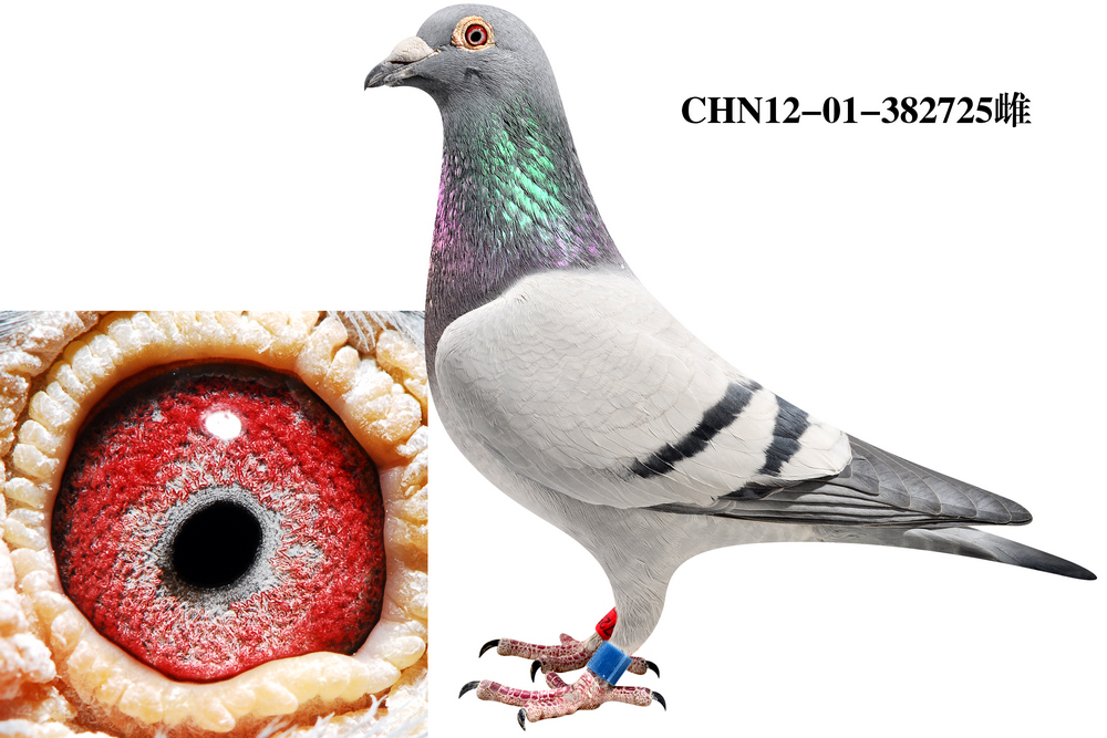 戈马力 脱颖而出直女