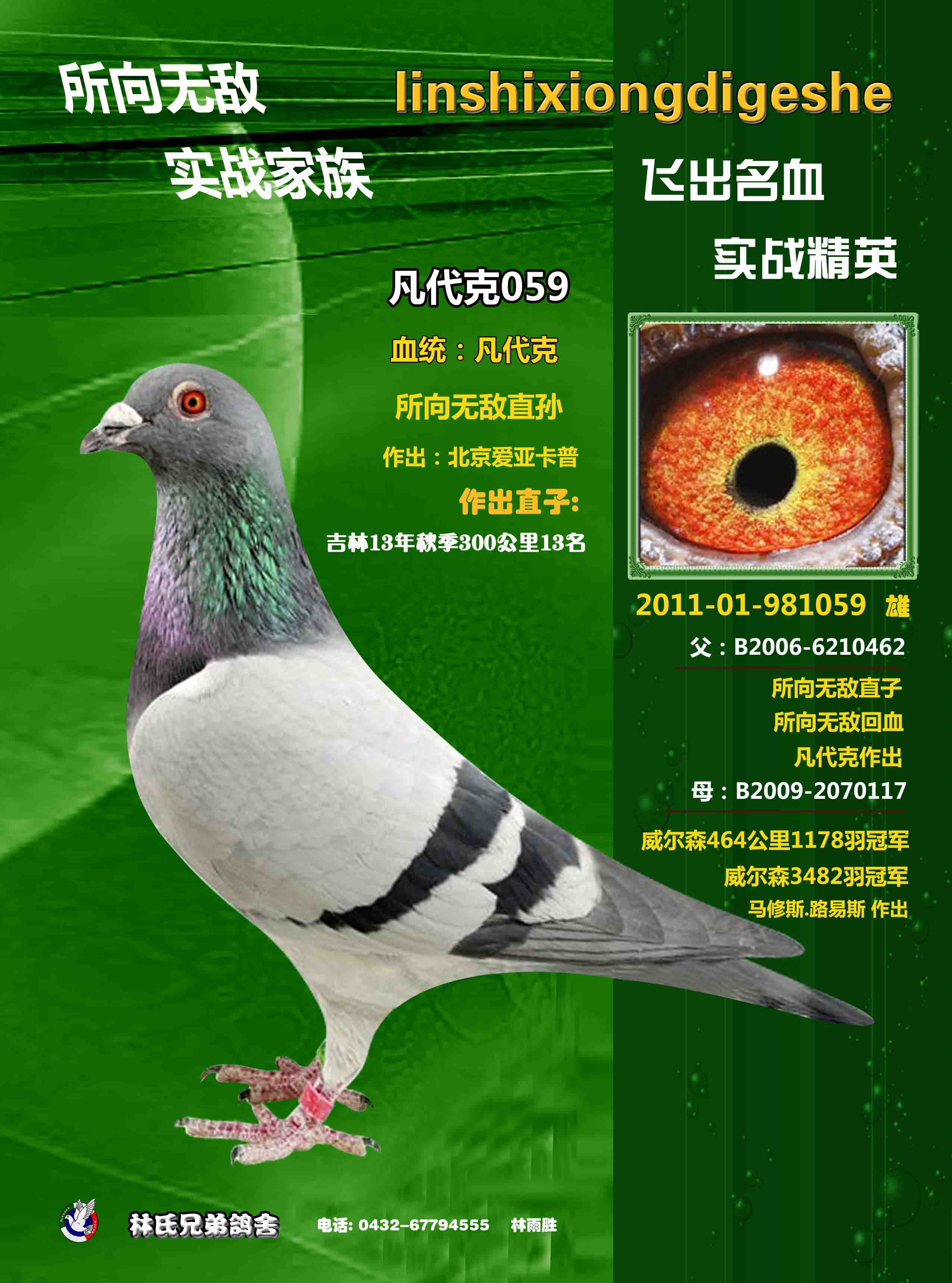 所向无敌孙子_吉林林氏赛鸽 _ ag188.com爱鸽商城_中国信鸽信息网