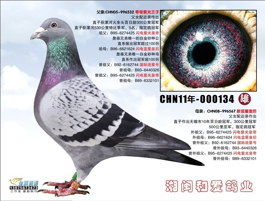 詹森系_湘闽鸽舍_ag188.com爱鸽商城_中信网