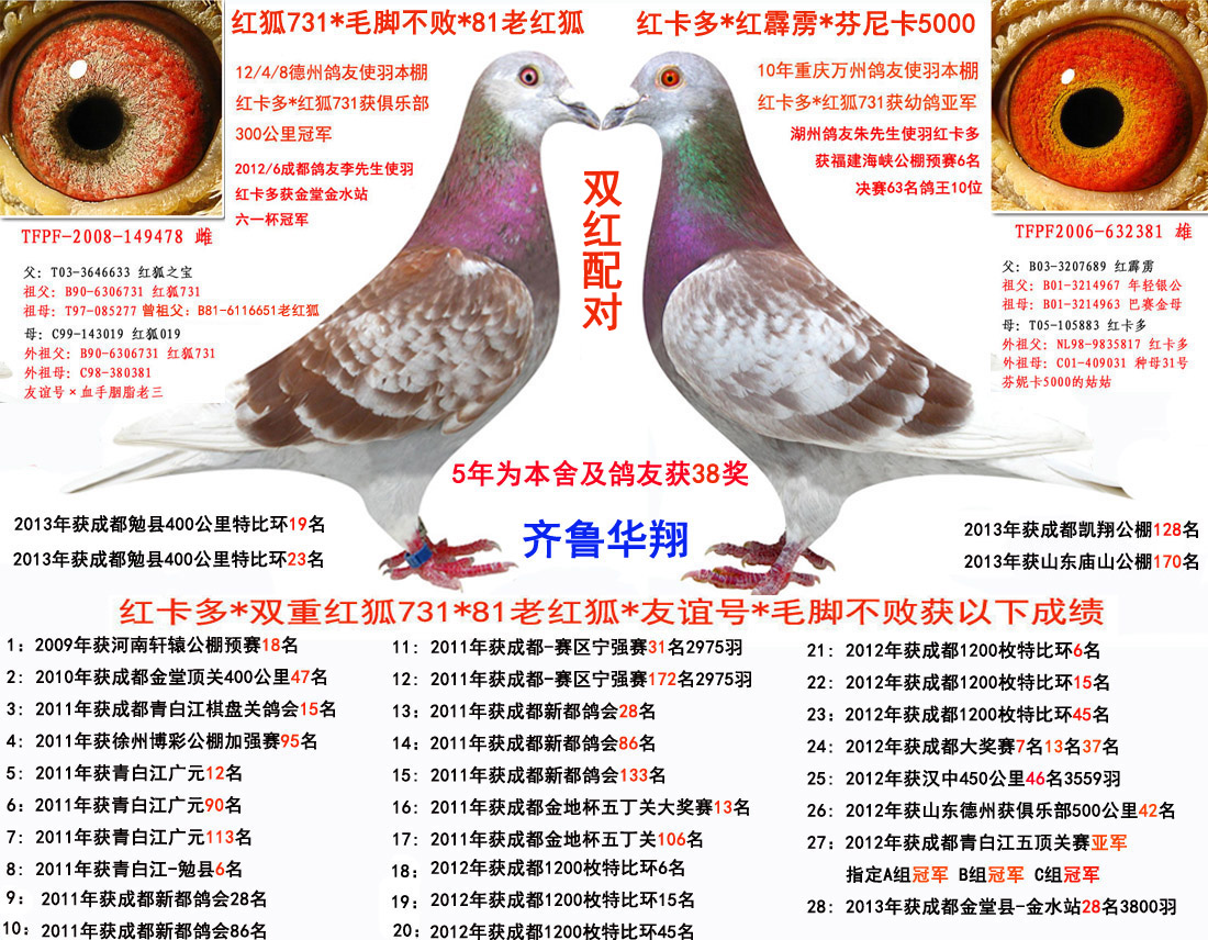 红卡多*红狐731_齐鲁华翔-中信网爱鸽商城
