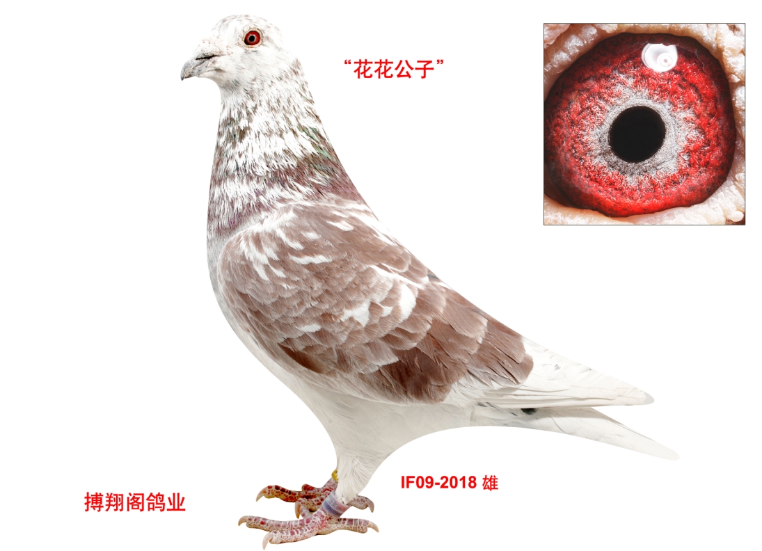 花花公子