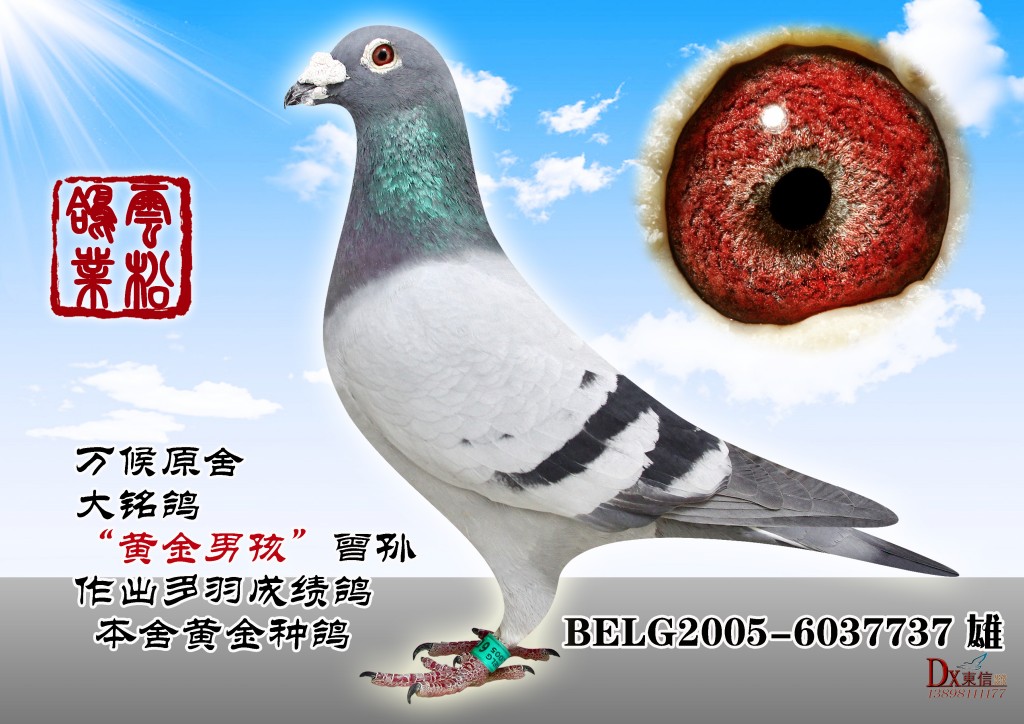 万候"黄金男孩"【展示-非卖品】