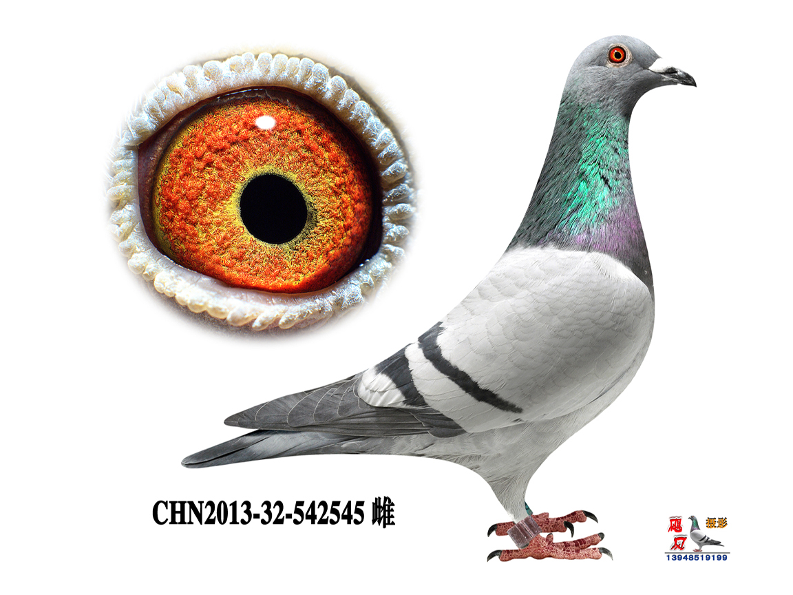 信鸽特征编 号:277183鸽 名:特比冠军(胡本)己售羽 色:灰眼 砂:黄眼收