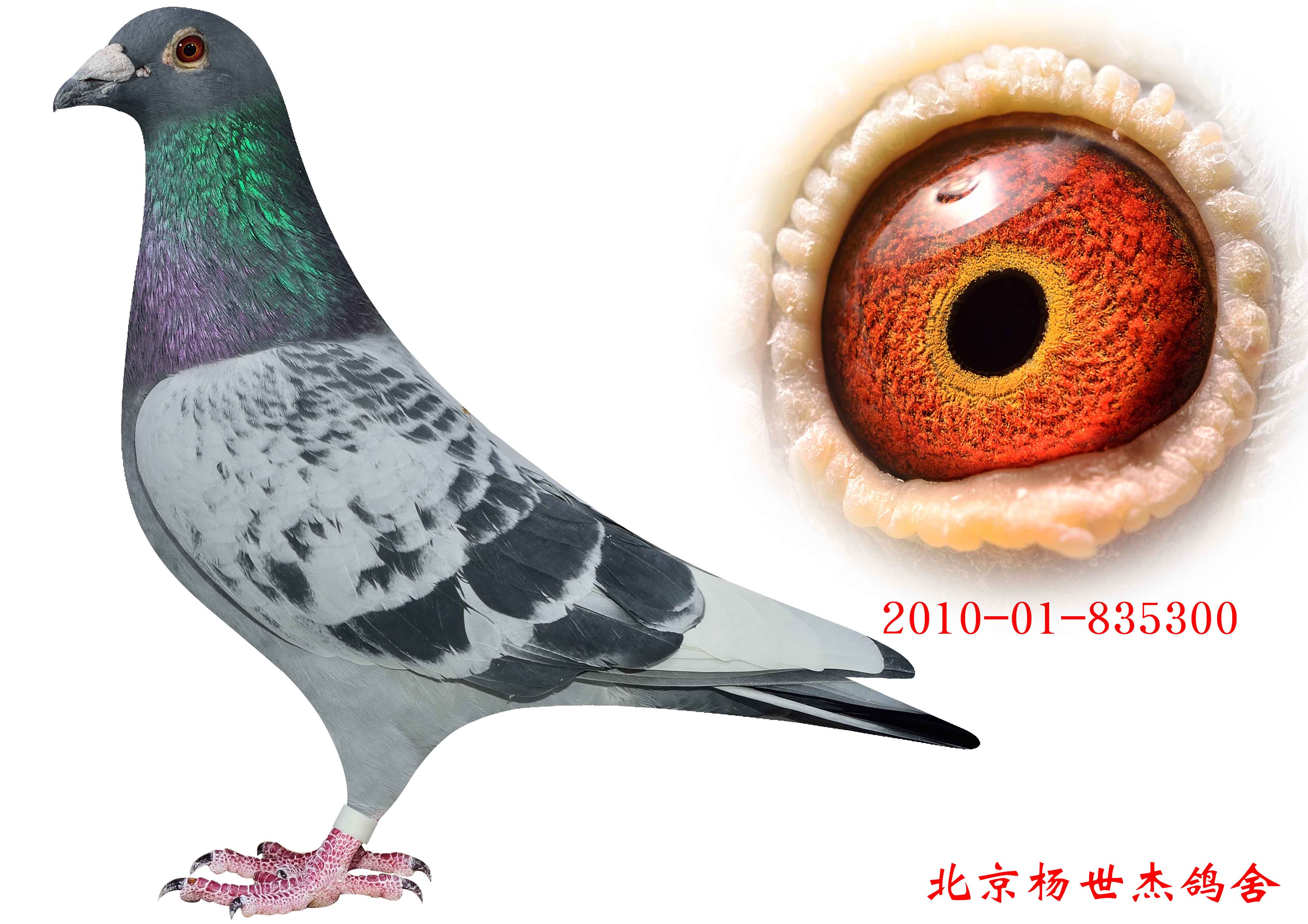 北京杨世杰鸽舍