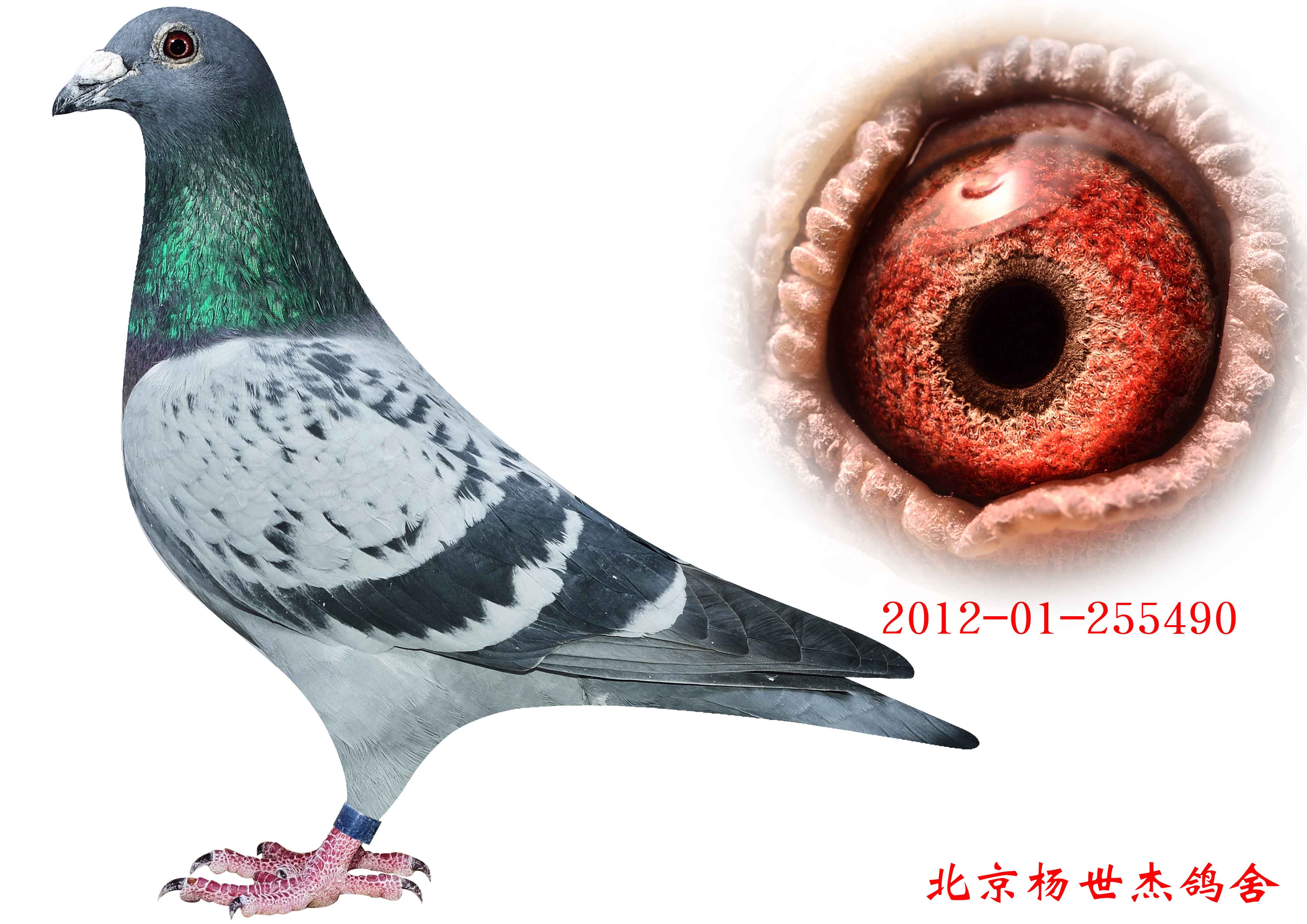 超级73_北京杨世杰鸽舍_ag188.com爱鸽商城_中国信鸽信息网