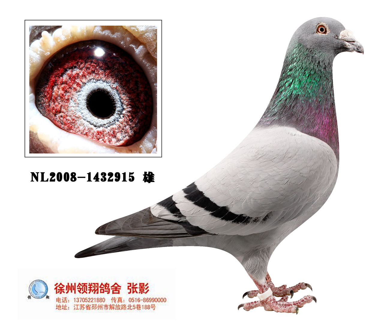 范登伯格 火箭专家_徐州领翔鸽舍-中信网爱鸽商城