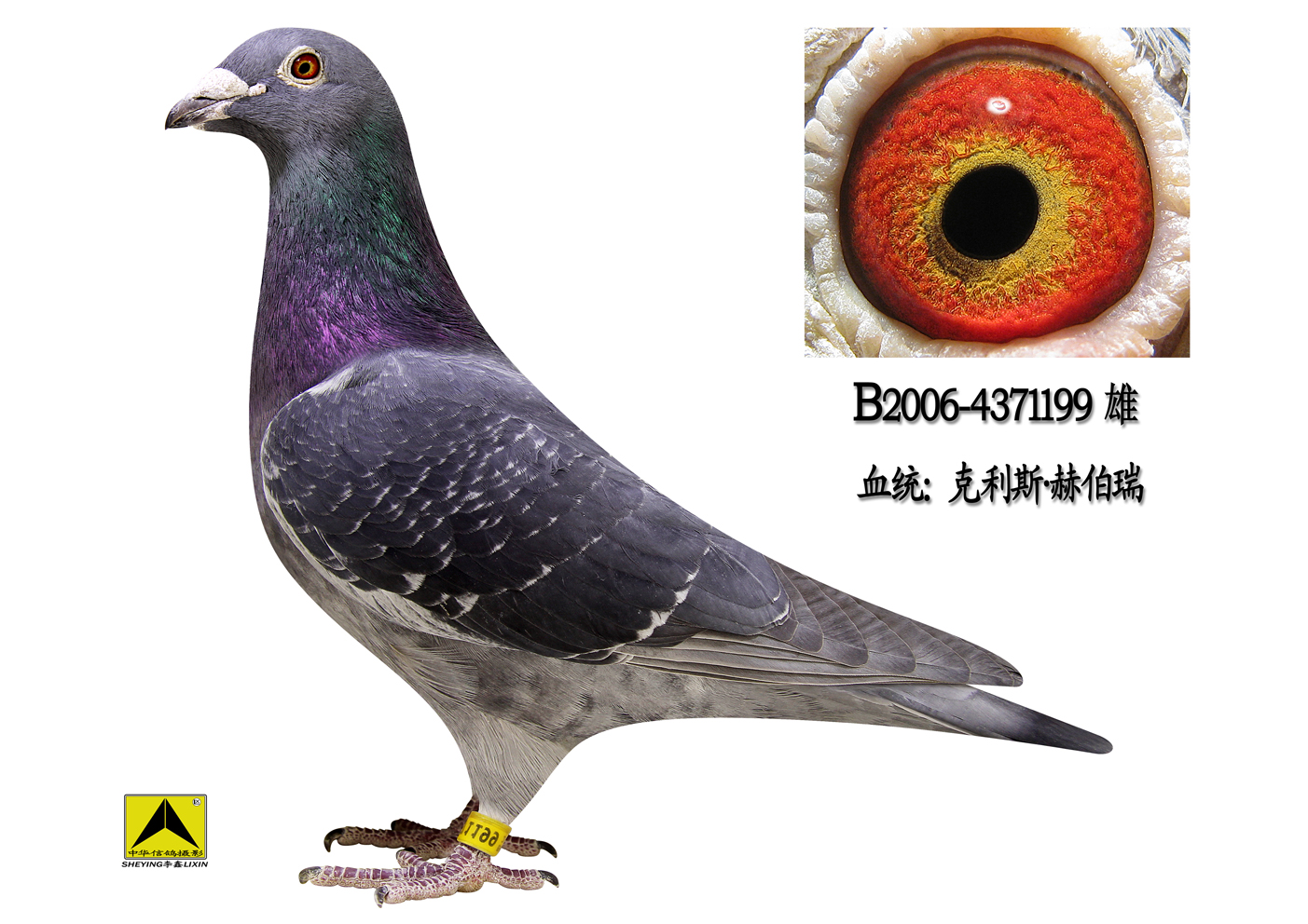 赫伯瑞泰山号直子_昊鸽逸昕_ ag188.com爱鸽商城_中国信鸽信息网