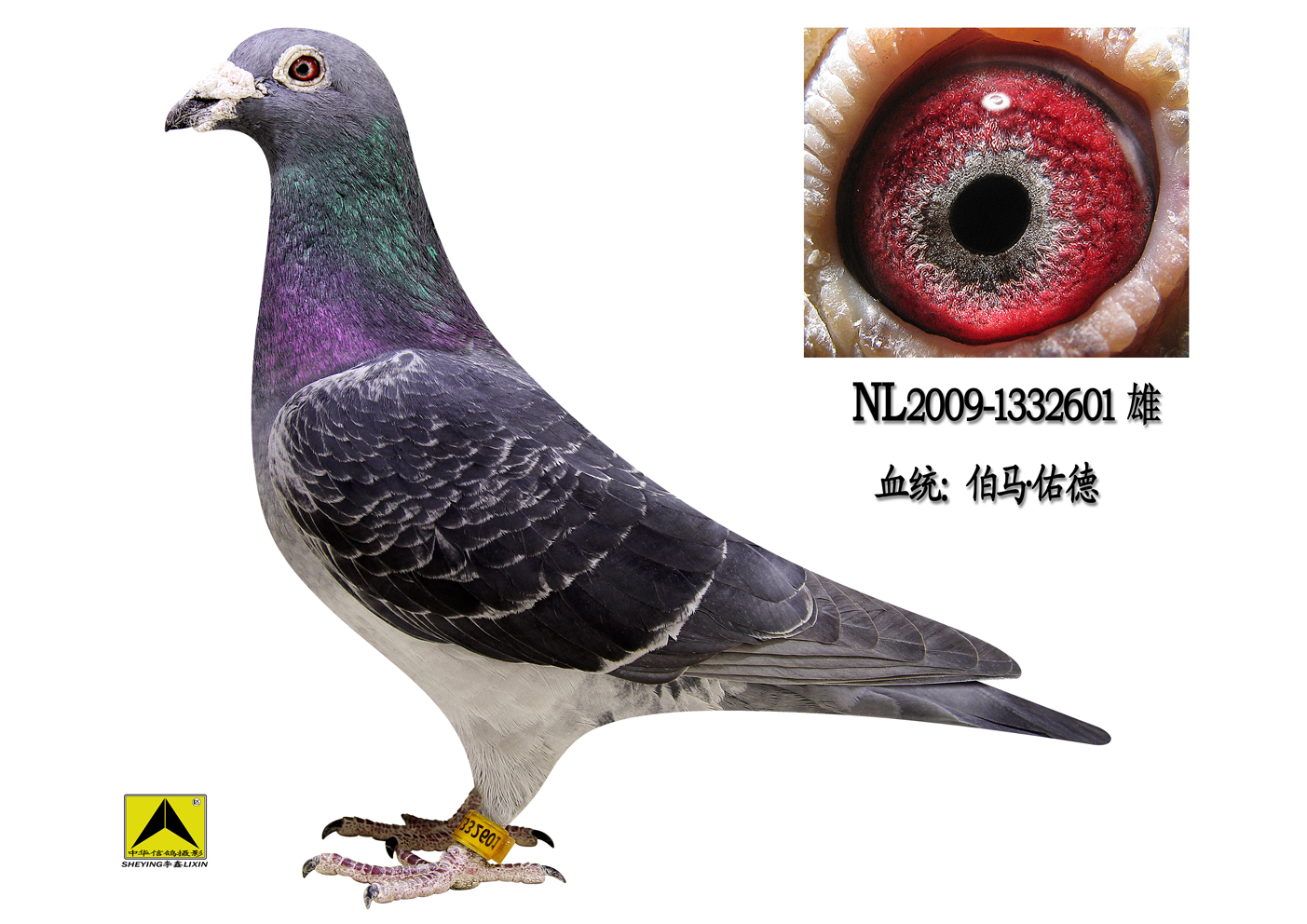 佑德_昊鸽逸昕_ ag188.com爱鸽商城_中国信鸽信息网