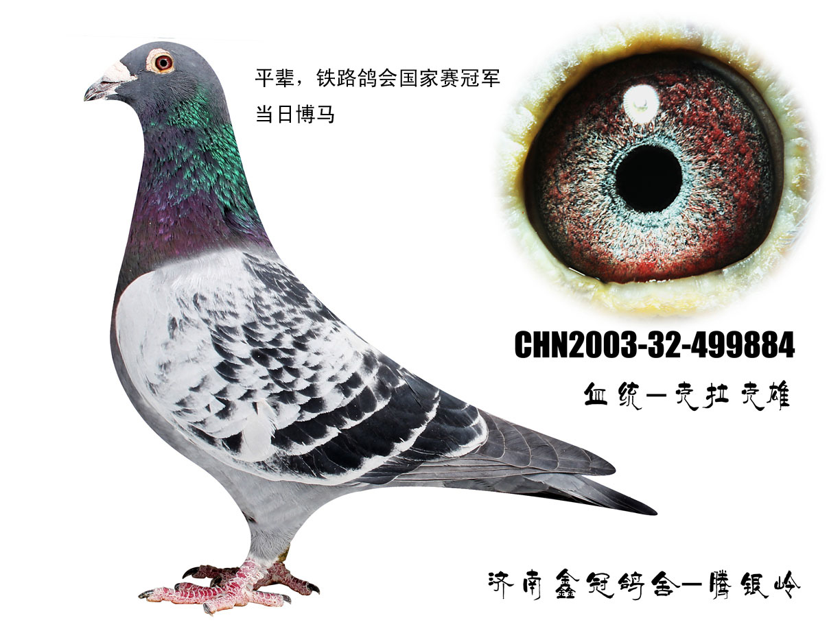 克拉克种公-济南森鑫鸽业-中信网爱鸽商城