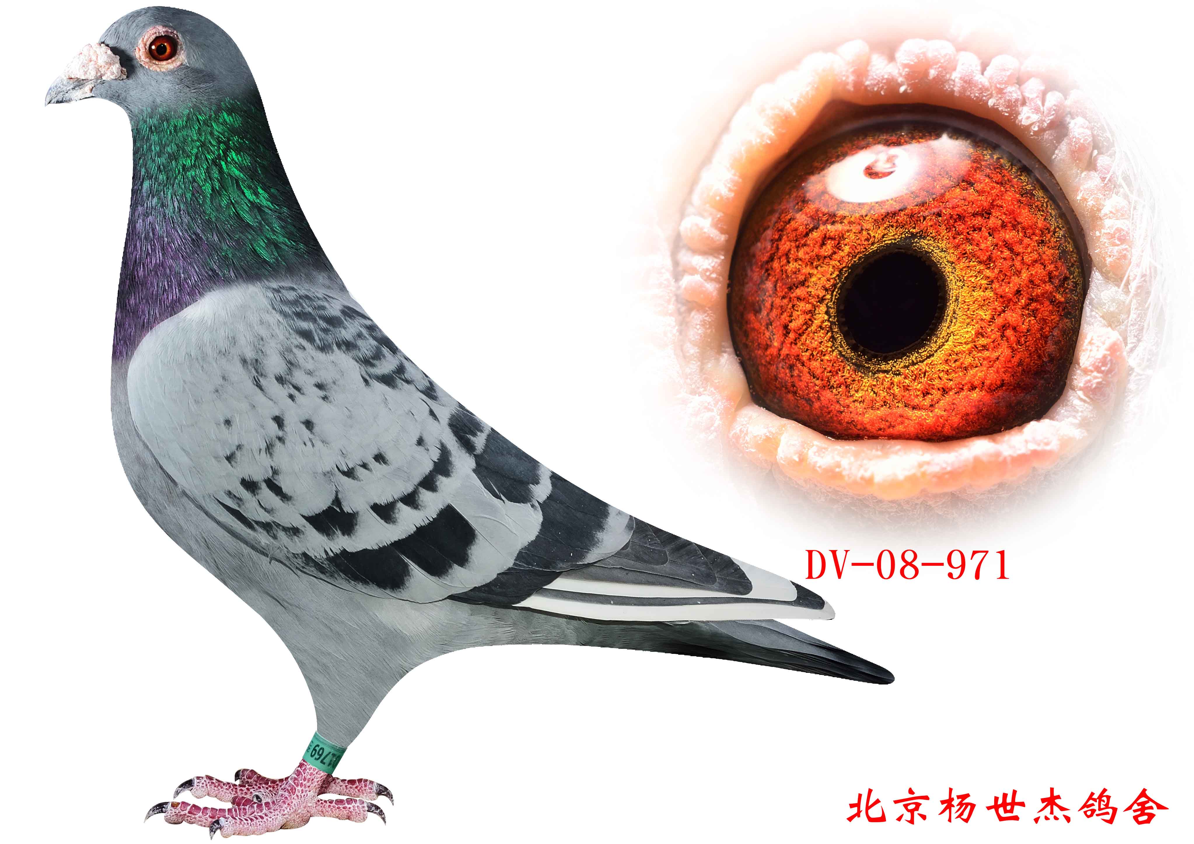 德拉帕_北京杨世杰鸽舍_ag188.com爱鸽商城_中国信鸽信息网