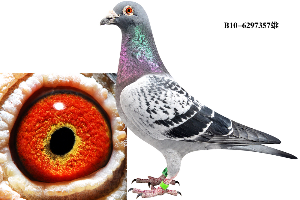 凡戴克/冠军357_新怡鸽舍_ag188.com爱鸽商城_中国信鸽信息网