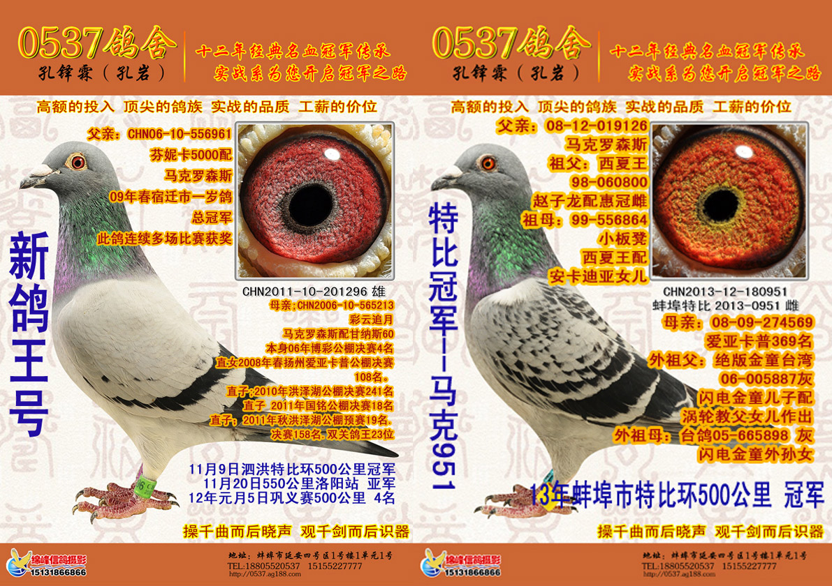 鸽王配冠军  马克罗森斯 第二配对