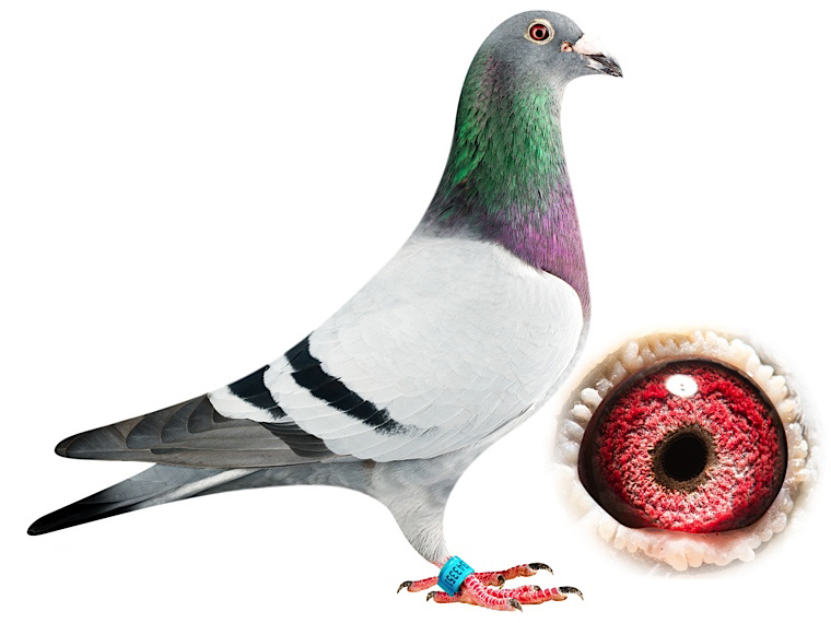 "路克" 欧洲_天津稳赢信鸽文化_ ag188.com爱鸽商城_中国信鸽信息网