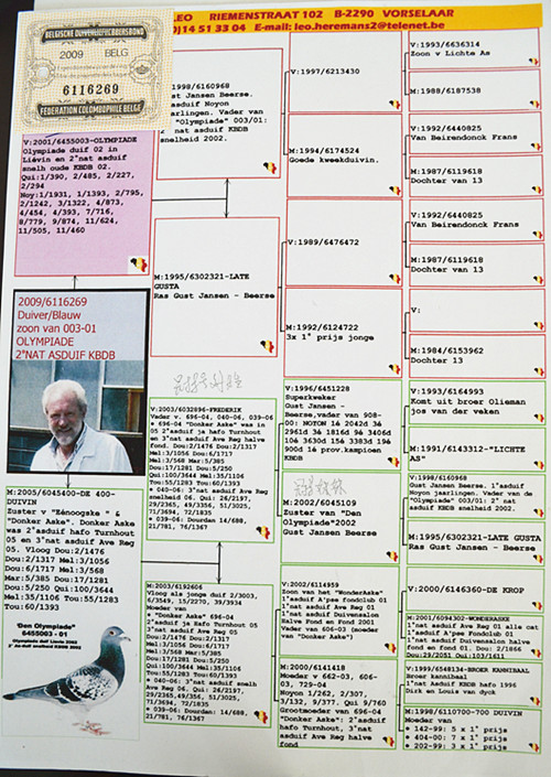 利奥·赫尔曼斯003直子_盛发鸽业_ ag188.com爱鸽商城_中国信鸽信息网