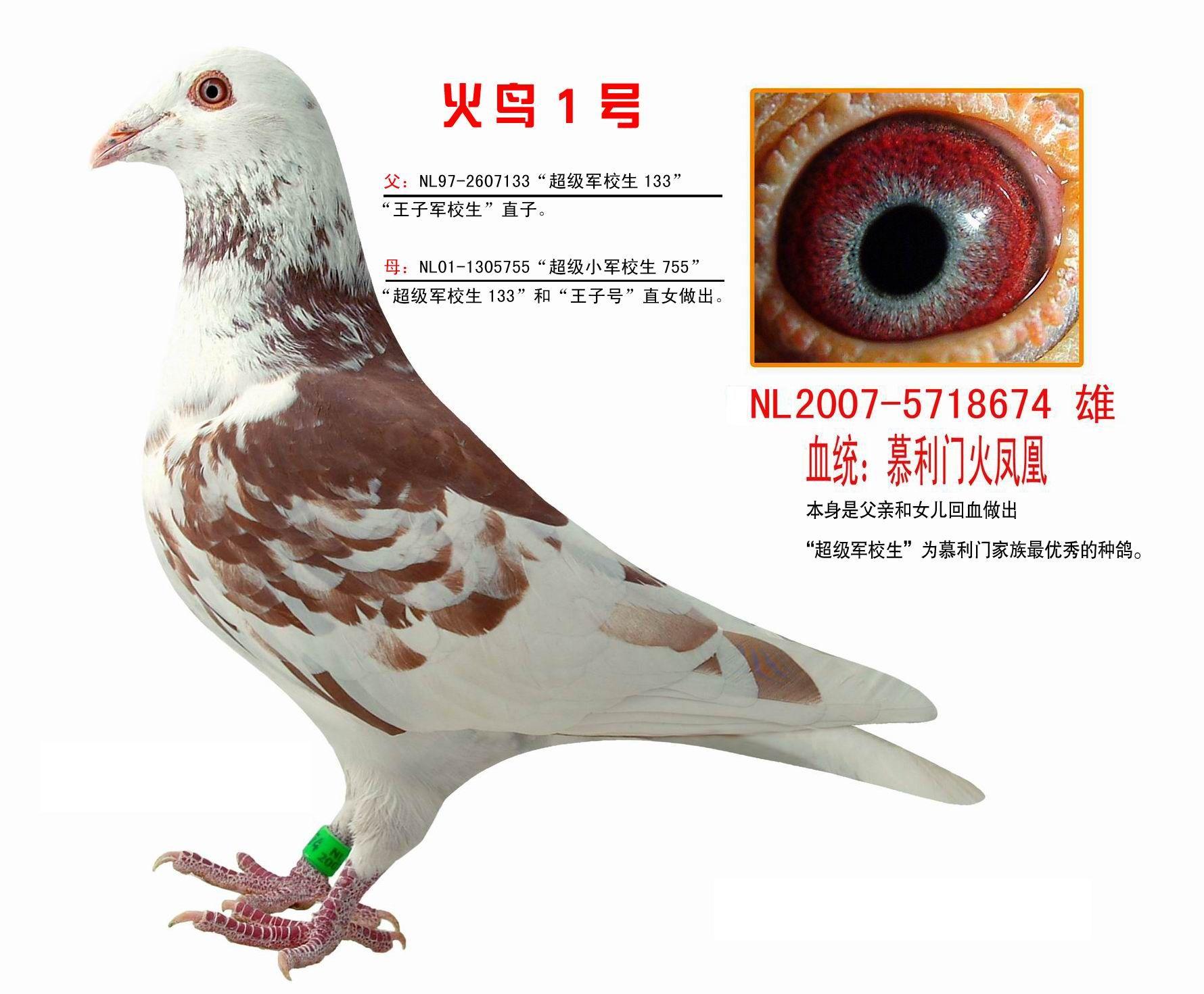 極品火鳳凰575