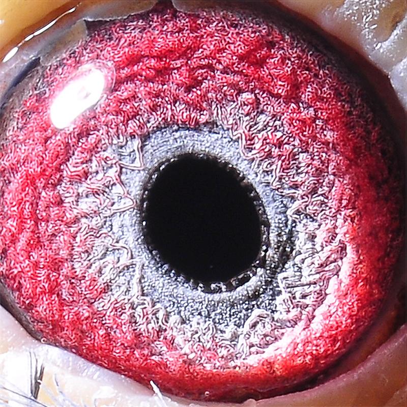 詹森019老白眼《一代枭雄》波治冠军之父