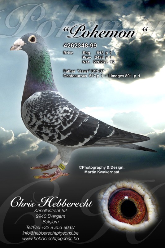 com爱鸽商城_中国信鸽信息网