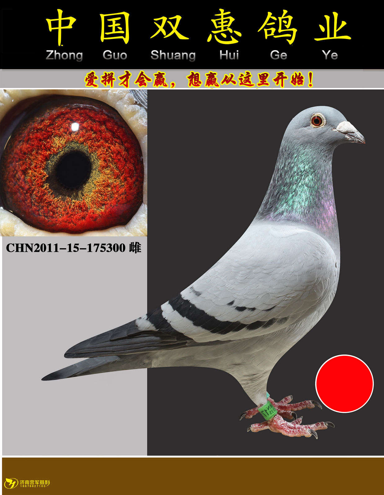 信鸽特征编 号:279409鸽 名:菲戈原棚*天一速霸龙 300羽 色:灰眼 砂