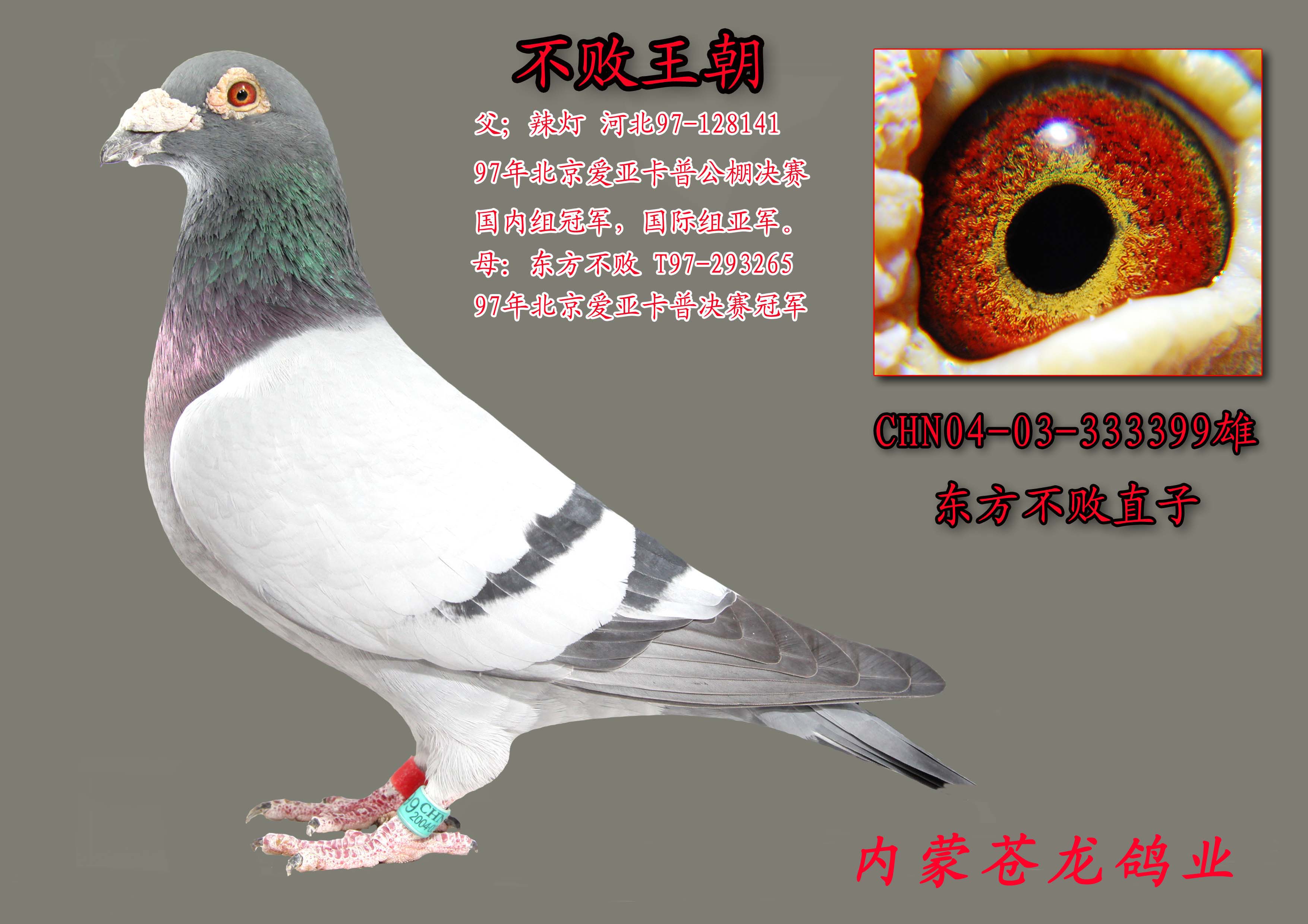 "东方不败"直子_内蒙苍龙鸽业_ag188.com爱鸽商城_中信网