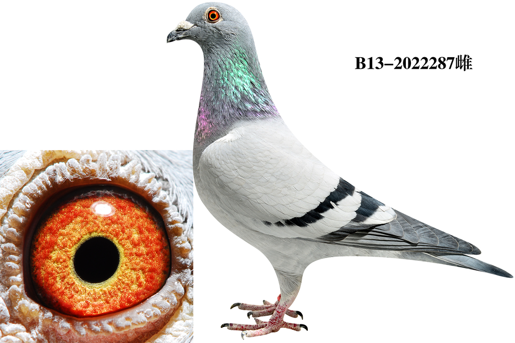 埃里克·林伯格