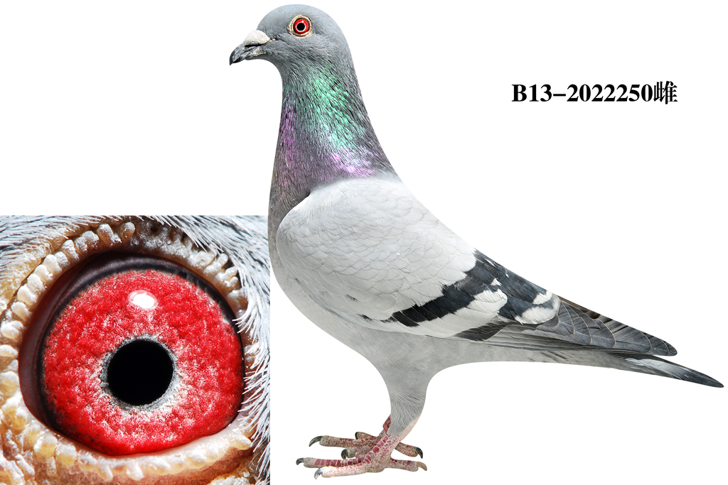 埃里克·林伯格