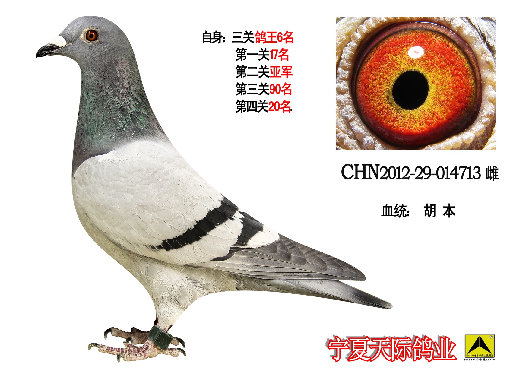 基础种鸽_宁夏中卫天际鸽业_ ag188.com爱鸽商城_中国信鸽信息网