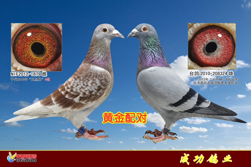 成功经典配对(十七)