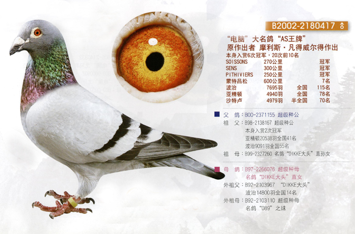 新疆百顺鸽业