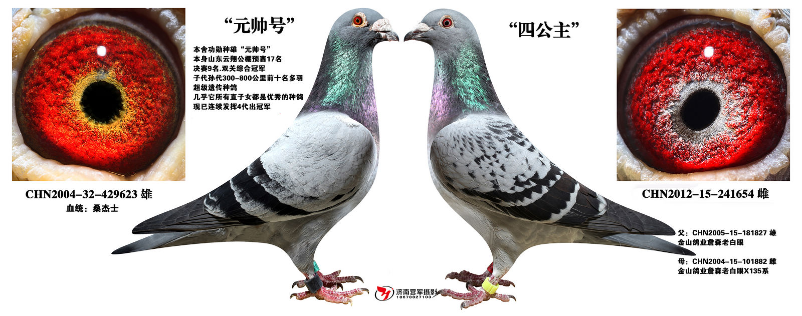 元帅号现役配对