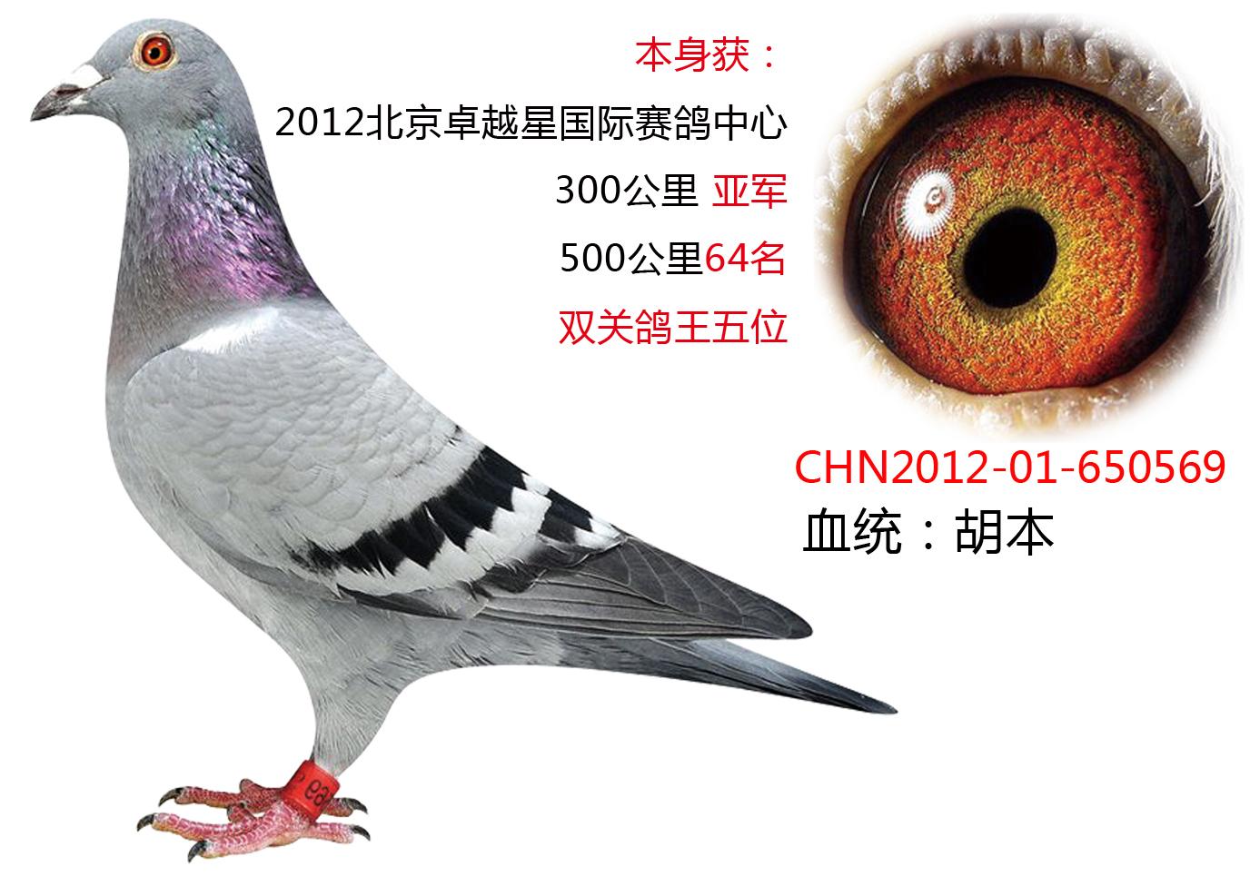 卓越星鸽王五名