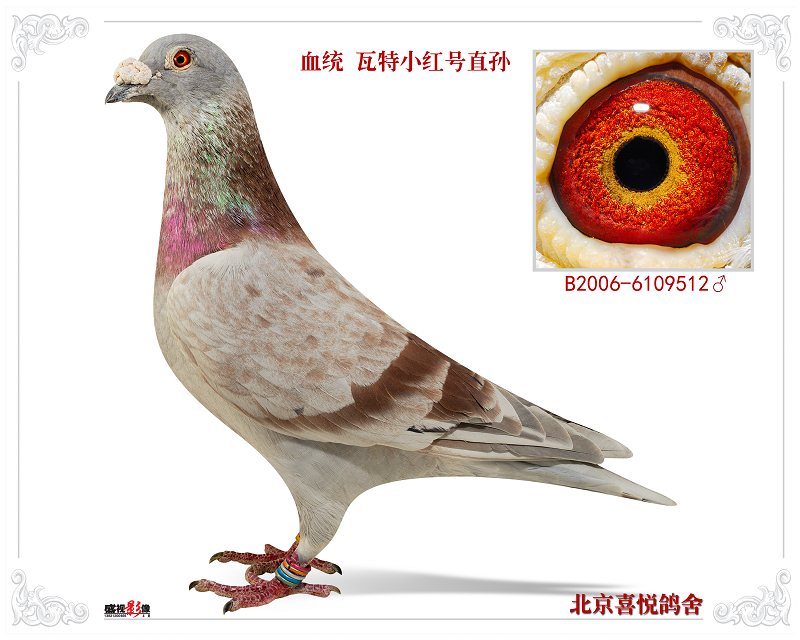 相关图片血统书瓦特"小红号直子信鸽特征编 号:286785鸽 名:瓦特"