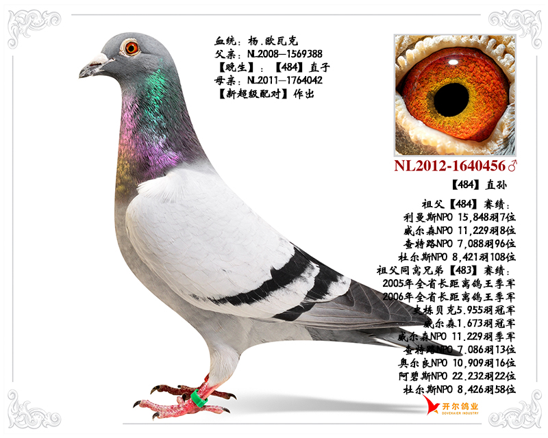 杨欧瓦克至尊双雄之484直孙